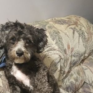 Meet your Posher, Skylar